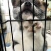 akita-dogs-full-grown