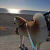 Akita Dogs For Sale In California