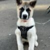 Japanese Akita Dogs For Sale