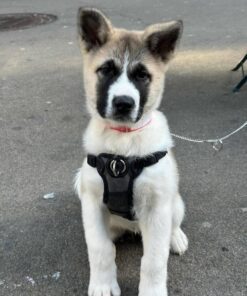 Japanese Akita Dogs For Sale