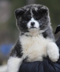 Long-haired Akita Dogs