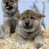 Long Haired Akita Dogs