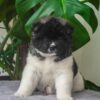 Akita Dogs For Adoption
