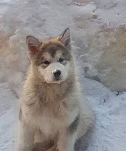 Alaskan Malamute Dog Breed