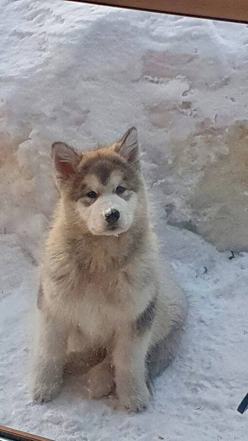 Alaskan Malamute Dog Breeds